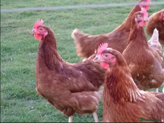 Chickens poultry Laying hens - Advert 3