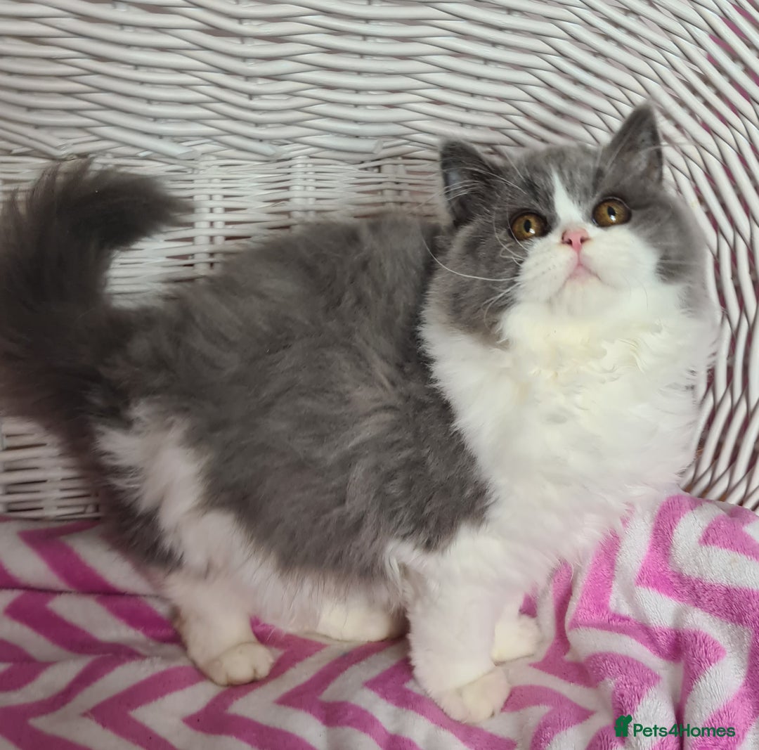 British Longhair cats for sale: Tica registered British Longhair Lady Rehome - Image 25
