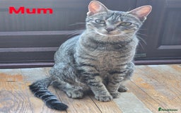 Domestic Shorthair cats for sale: Domestic shorthair kittens - taking reservations   - Image 13