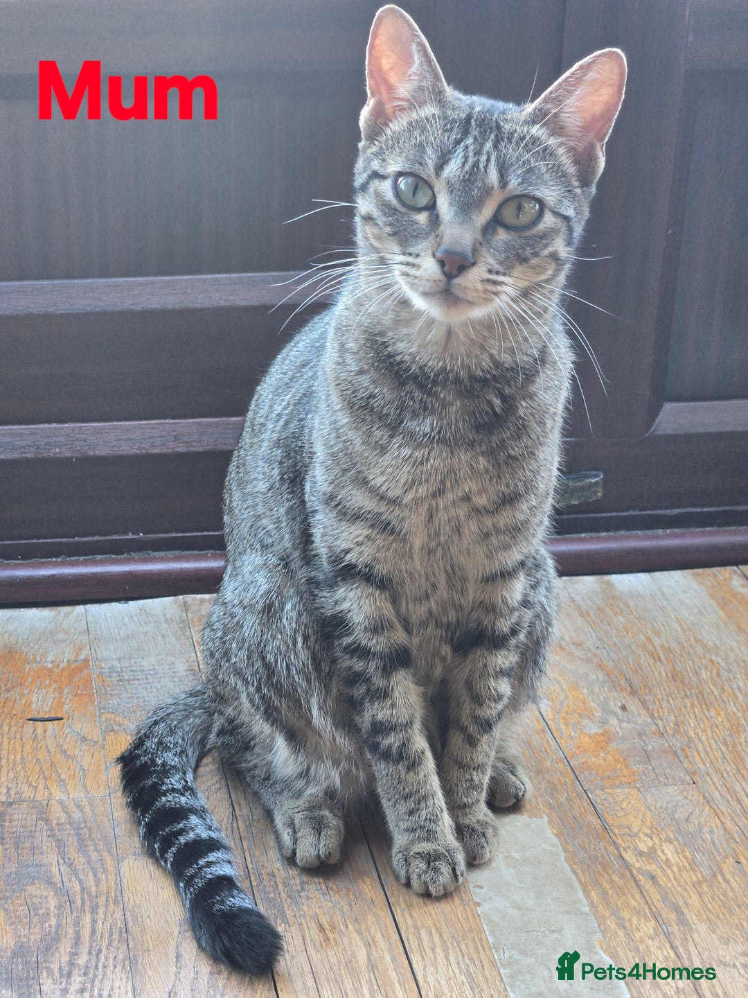 Domestic Shorthair cats for sale: Domestic shorthair kittens - taking reservations   - Image 13