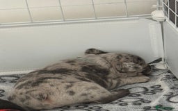 French Bulldog dogs for sale: French bulldog puppies looking for loving homes  - Image 2