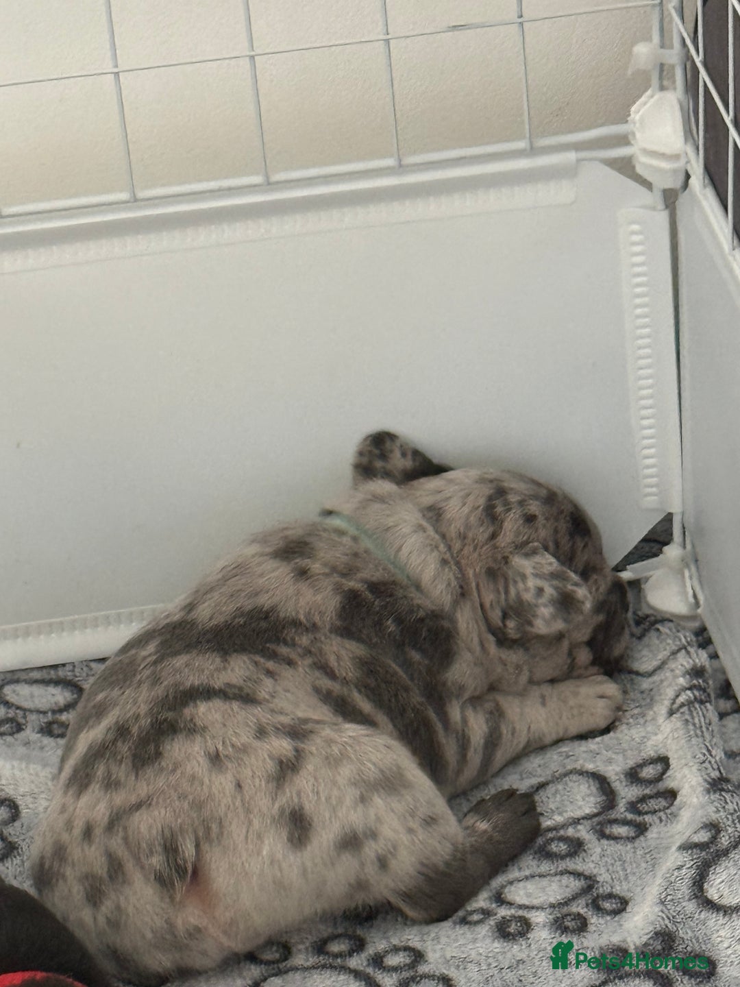 French Bulldog dogs for sale: French bulldog puppies looking for loving homes  - Image 2