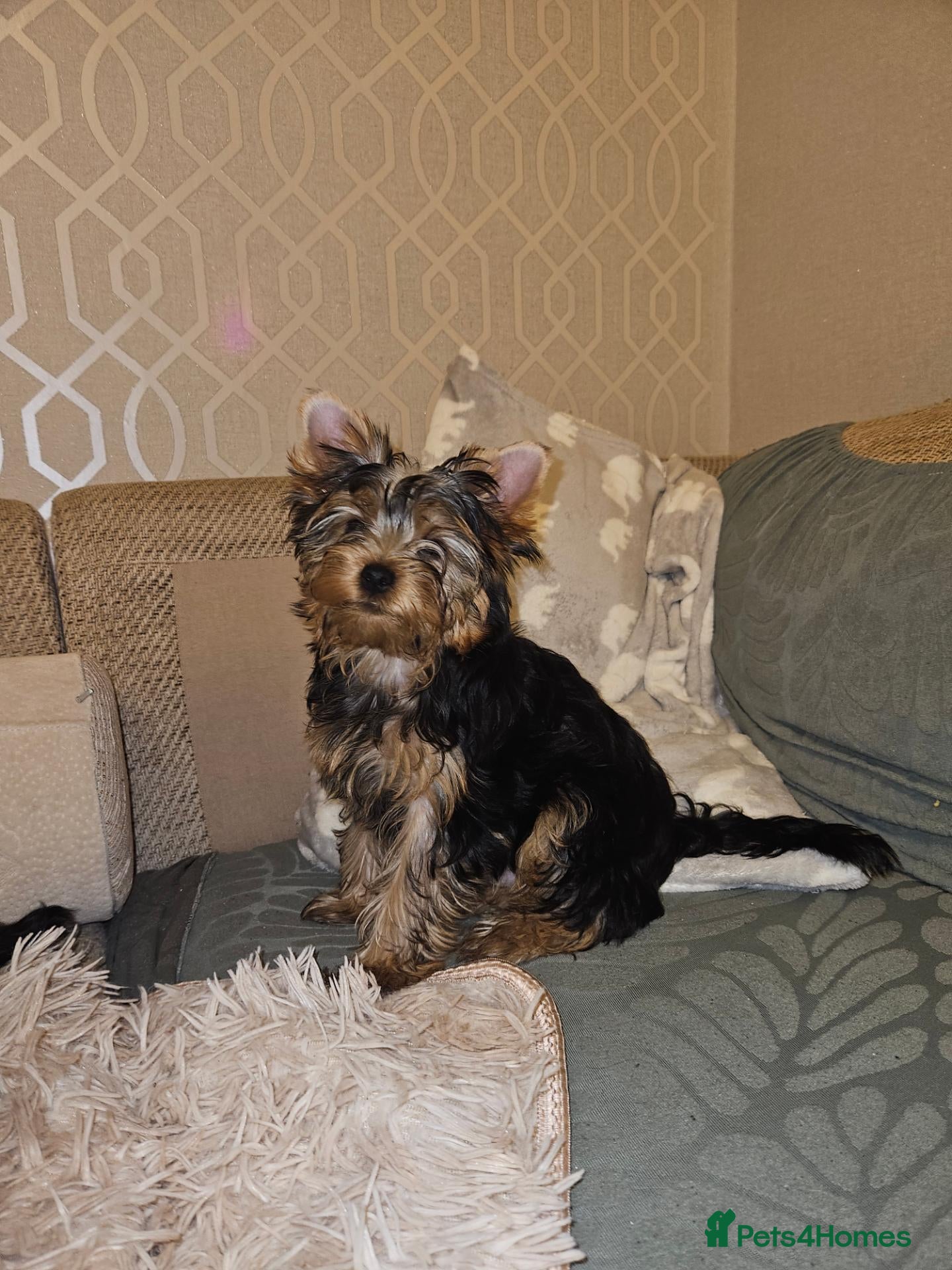 Yorkshire Terrier dogs DWKC 3 Yorkshire Terrier Boys ,Show KC Winner Dad - Advert 12