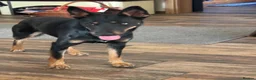 Mixed Breed dogs for adoption: Sweet Lilly is looking for LOVE - Advert 1