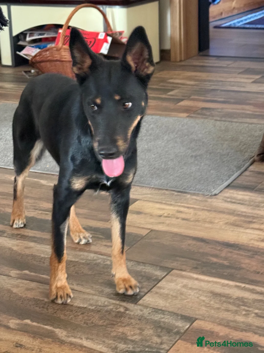 Mixed Breed dogs for adoption: Sweet Lilly is looking for LOVE - Advert 1