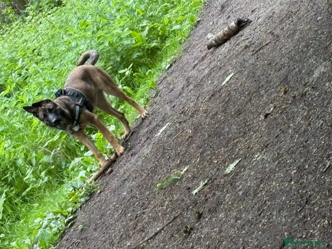 Belgian Shepherd Dog dogs for sale: Belgian shepherd  - Advert 2