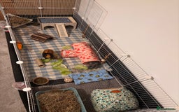 Guinea Pig rodents for sale: 2 male guinea pigs and setup - Advert 2