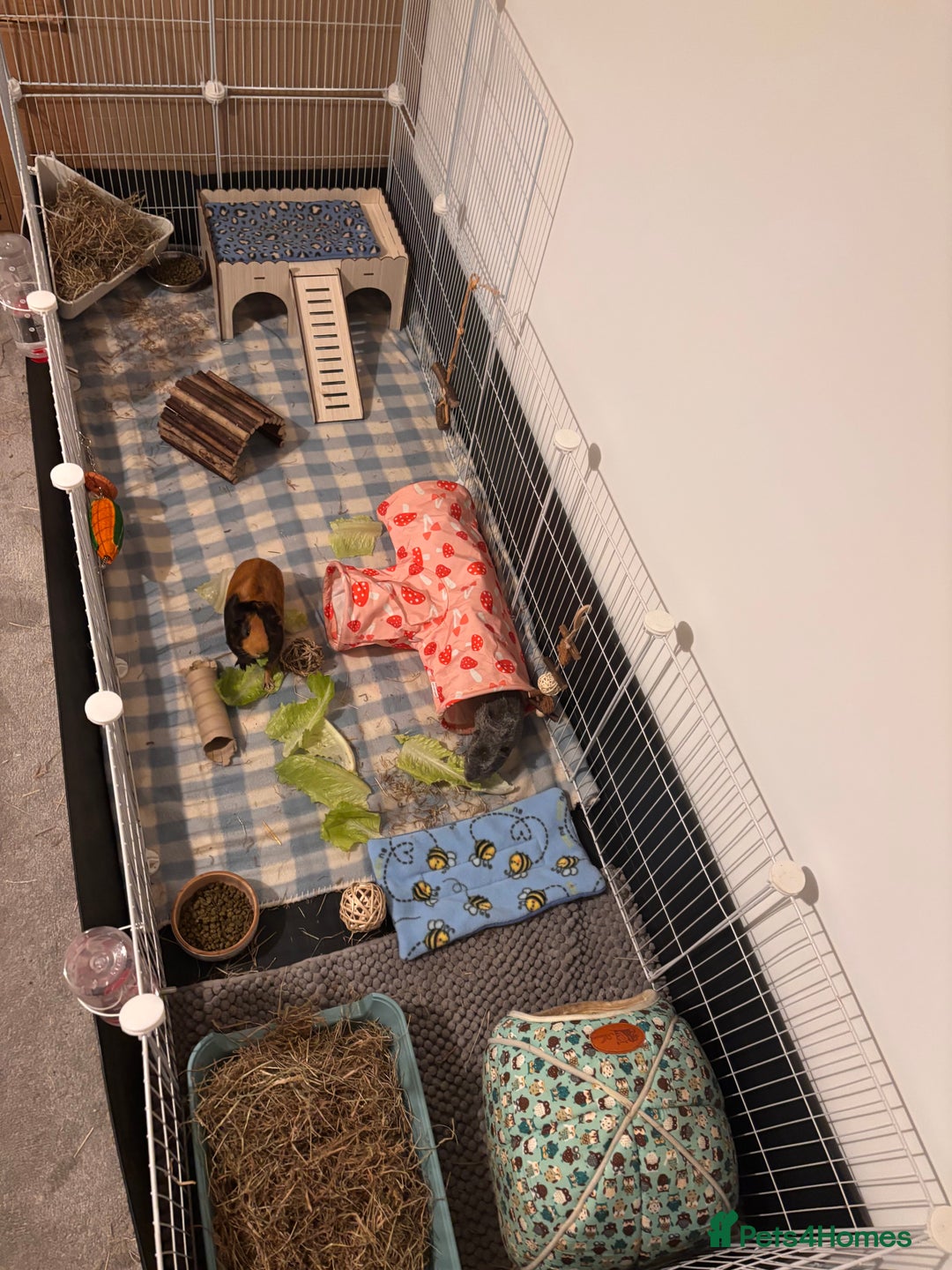 Guinea Pig rodents for sale: 2 male guinea pigs and setup - Advert 2