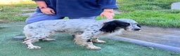 English Setter dogs for adoption: Rino  - Advert 3