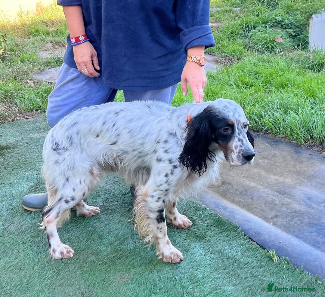 English Setter dogs for adoption: Rino  - Image 3