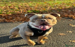 Olde English Bulldogge dogs for stud: LILAC TRI CARRYING FLUFFY - Image 5