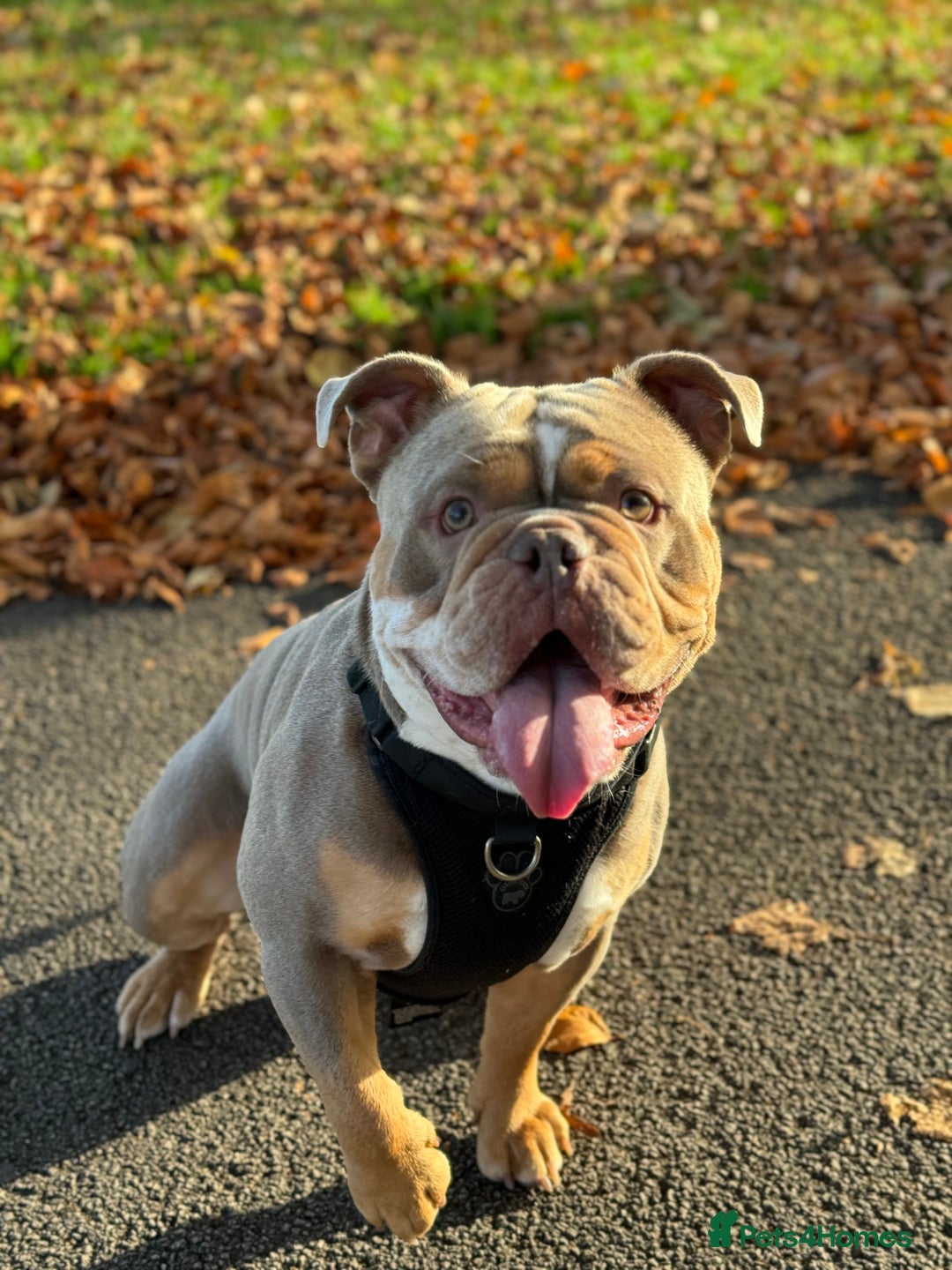 Olde English Bulldogge dogs for stud: LILAC TRI CARRYING FLUFFY - Image 5