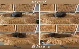 Shar Pei dogs for sale: Shar pei pups 🐶 Rainbow 🌈 litter  - Image 4