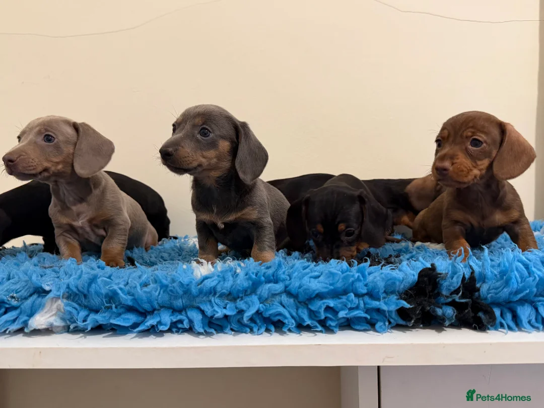 Miniature Dachshund dogs for sale: Miniature dachshund puppies in Marlborough - Advert 7