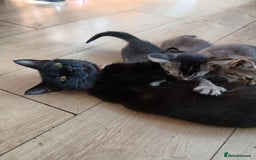 Oriental cats for sale: 2girls 1 boy - Advert 2