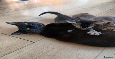 Oriental cats - Advert 16