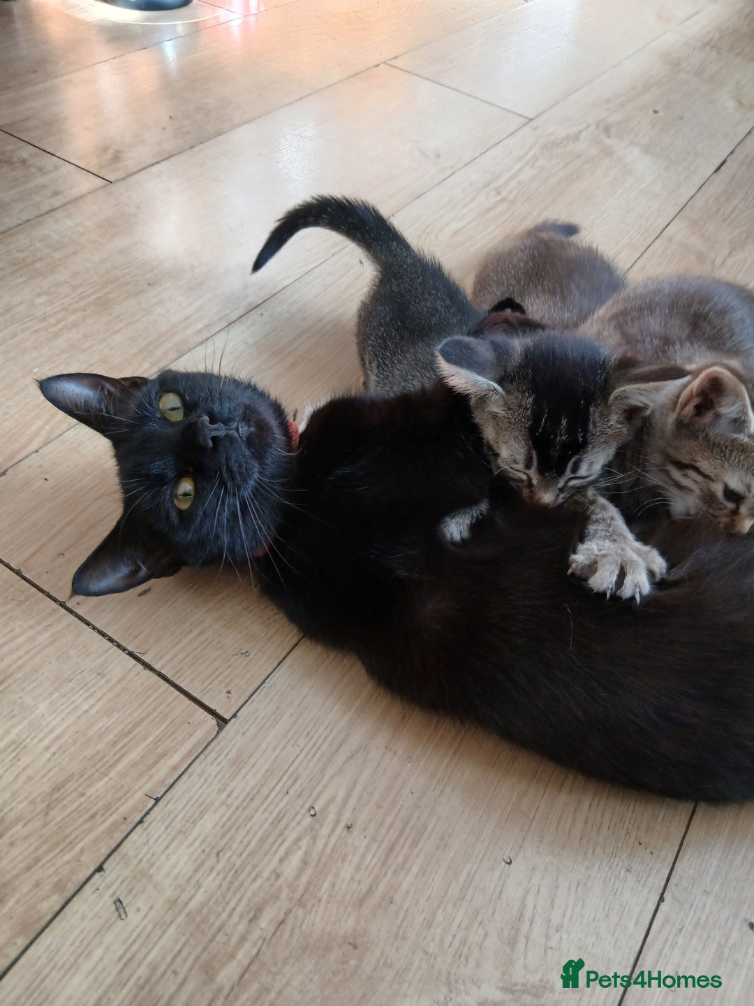 Oriental cats for sale: 2girls 1 boy - Advert 2