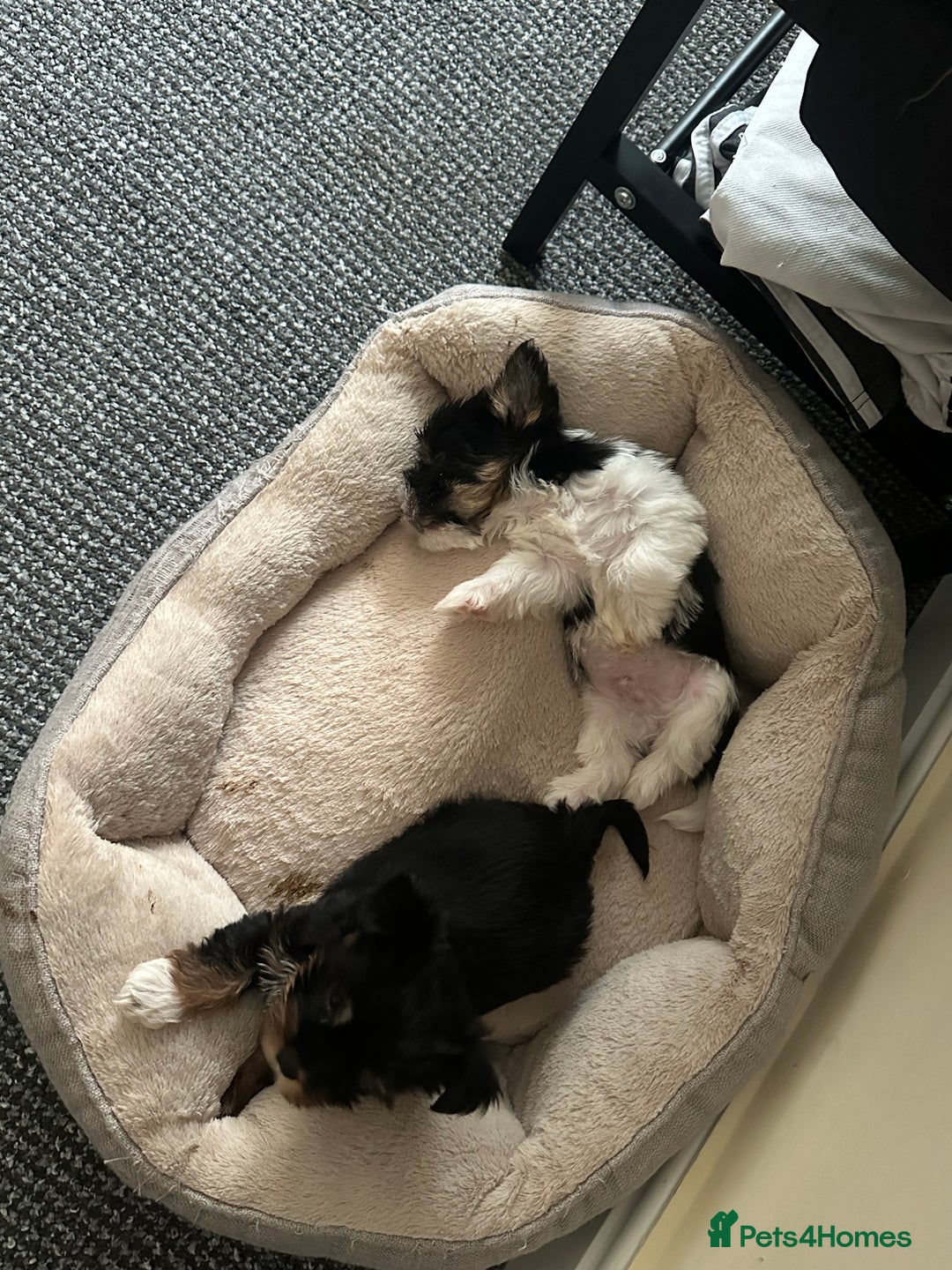 Yorkshire Terrier dogs for sale: Puppy Yorkshire terrier  - Image 8