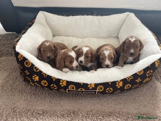 Cockapoo dogs Gorgeous cockapoo puppies for sale - Advert 17