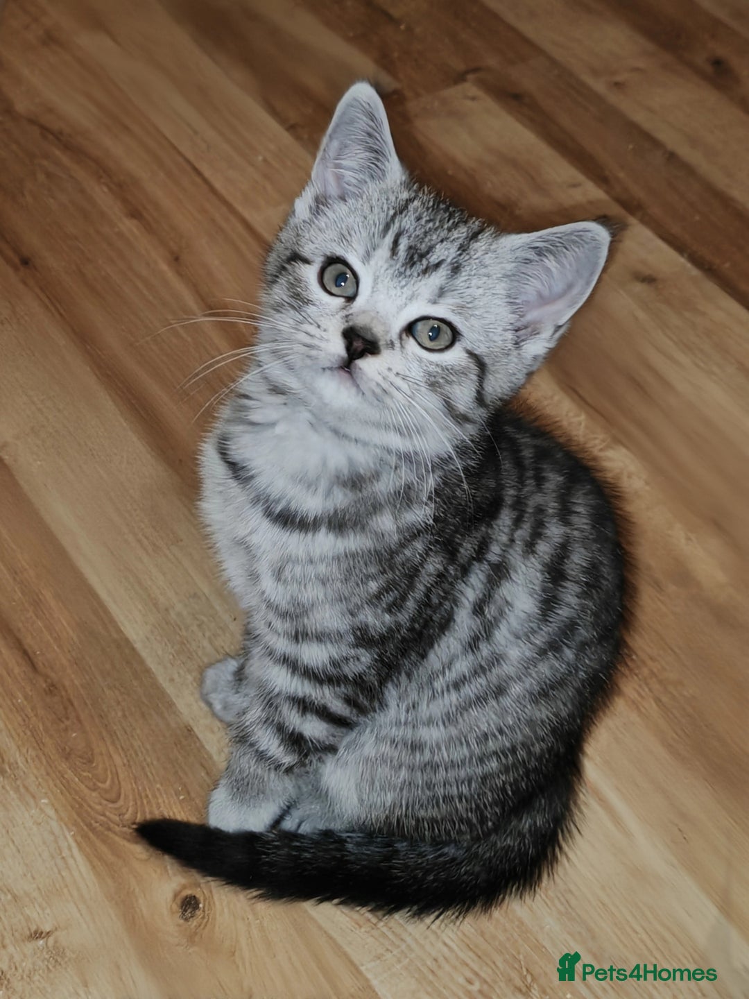 Mixed Breed cats for sale: British Shorthair Mix kittens - Ready Now - Advert 15
