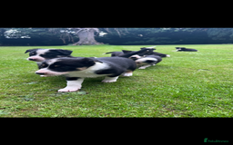 Border Collie dogs for sale: Gorgeous Border Collie Puppies  - Image 36