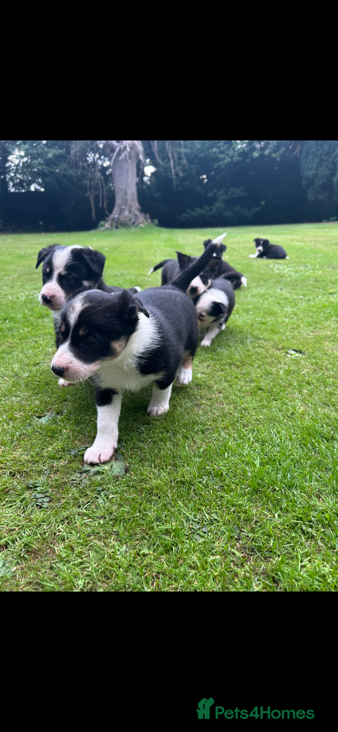 Border Collie dogs for sale: Gorgeous Border Collie Puppies  - Image 36