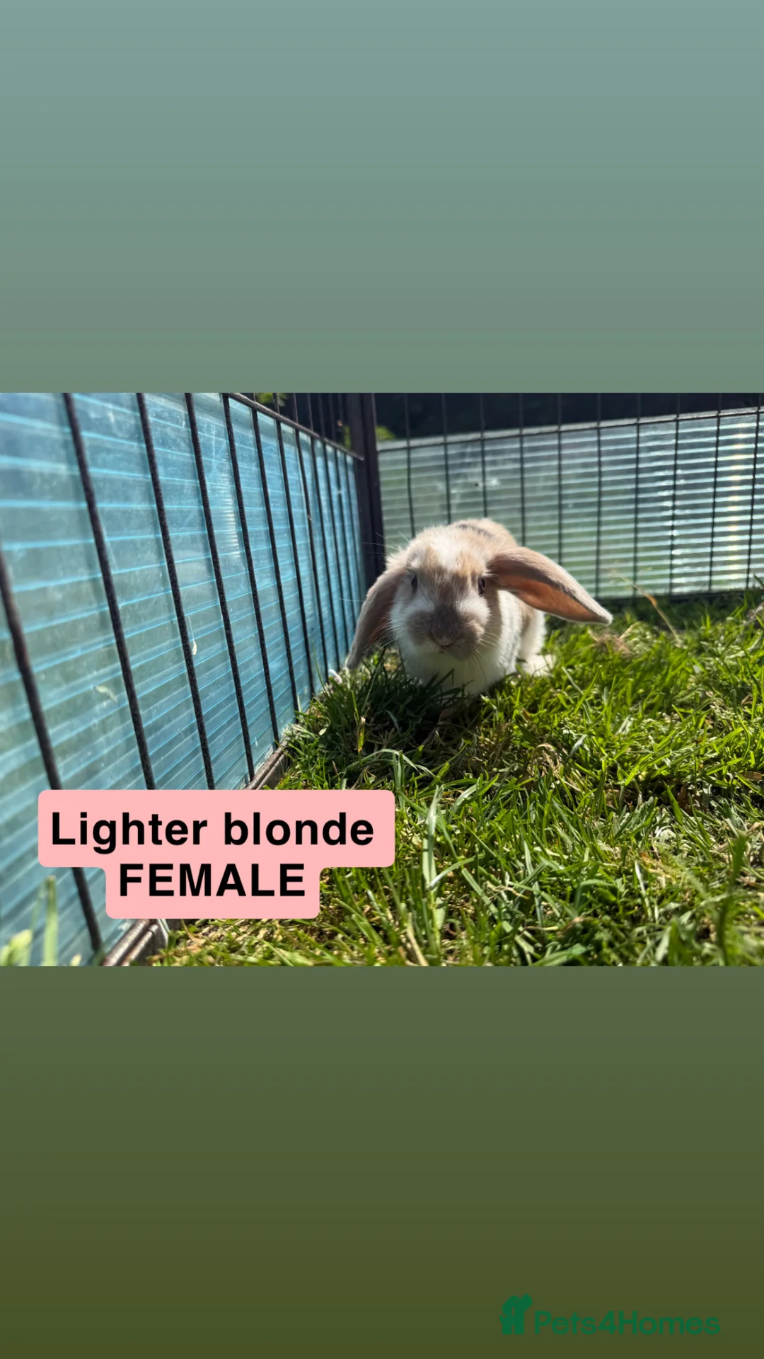 Mini Lop rabbits for sale: Litter of Mini Lop bunnies  - Advert 2