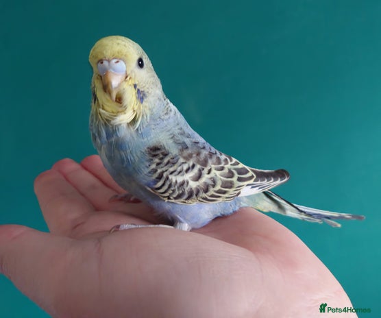 Budgerigars birds - Advert 1