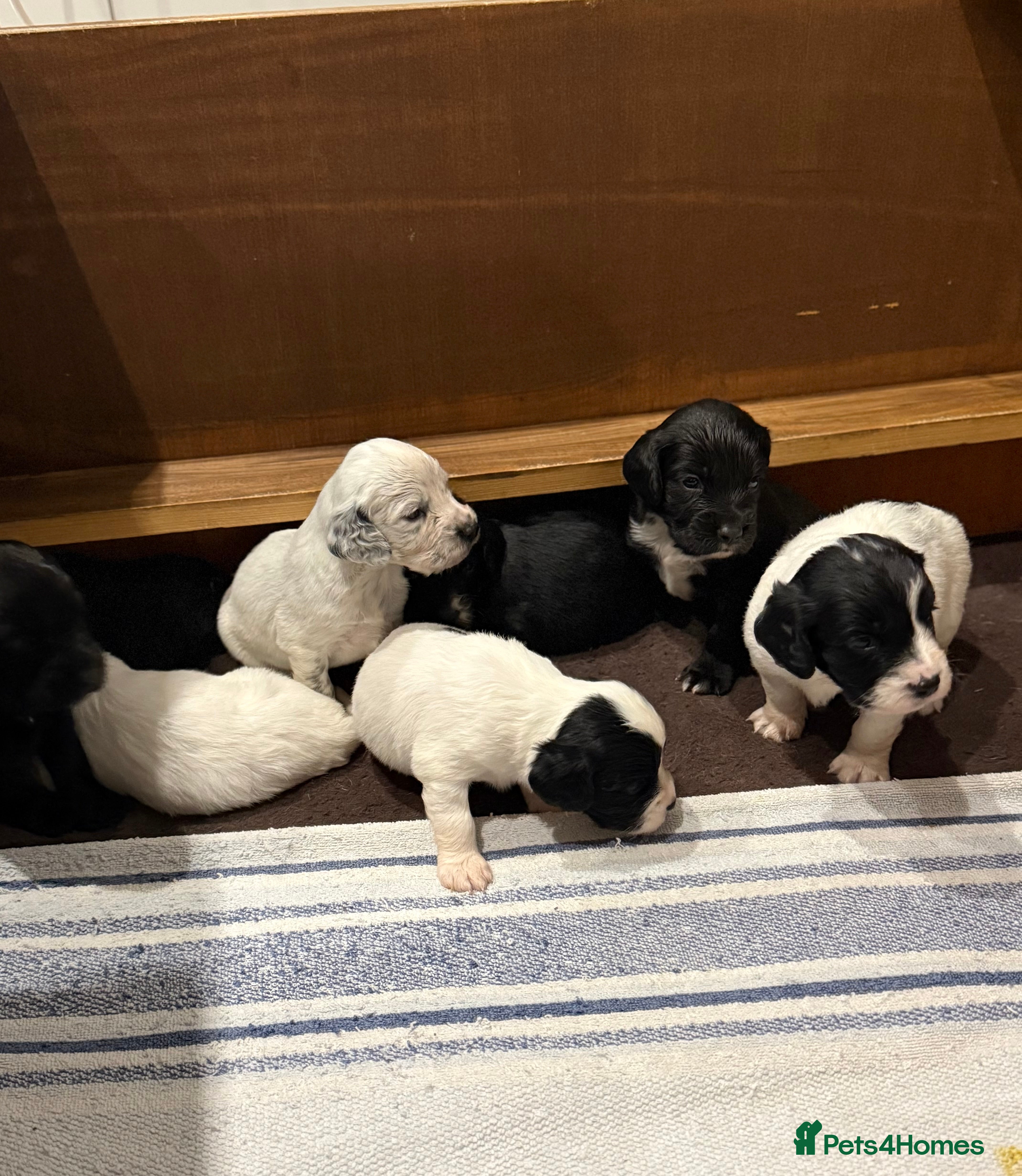 Sprocker dogs Stunning Sprocker pups 🐶💕 - Advert 10