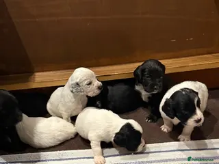 Sprocker dogs Stunning Sprocker pups 🐶💕 - Advert 10