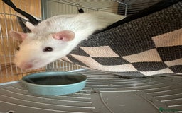 Rat rodents for sale: 4 Male Rats for adoption - Image 2