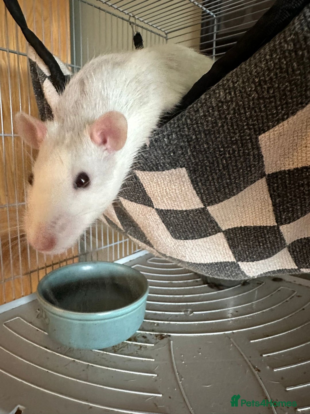 Rat rodents for sale: 4 Male Rats for adoption - Image 2