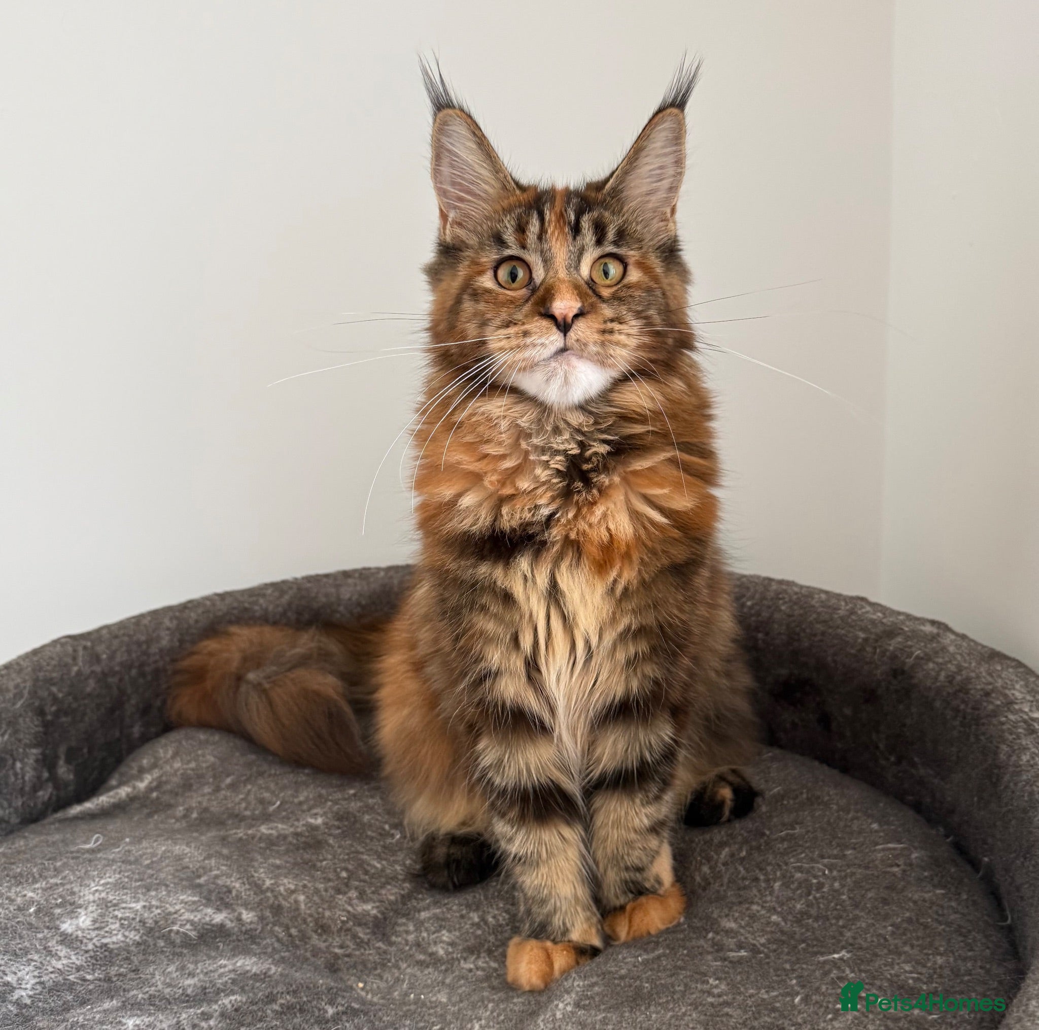 Maine Coon cats Ready to go ☺️ - Advert 1
