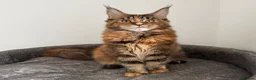 Maine Coon cats for sale: Ready to go ☺️ - Advert 1