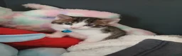 Domestic Shorthair cats for sale: 2 little beautiful boys. - Advert 6