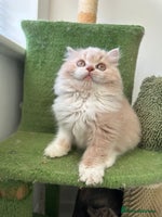 British Shorthair cats 🦁 Stunning Registered BLH Lion Look alike 🦁😍 - Advert 3