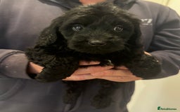 Cockapoo dogs for sale: Cockapoos  - Advert 4