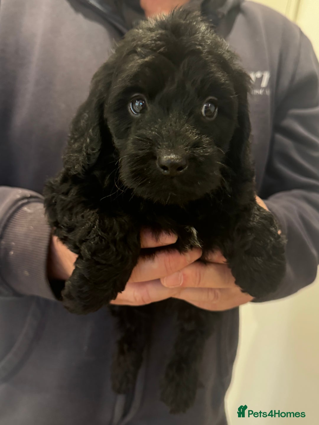 Cockapoo dogs for sale: Cockapoos  - Advert 4