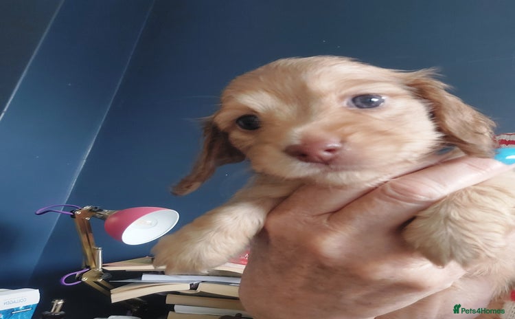 Miniature Dachshund dogs - Advert 4