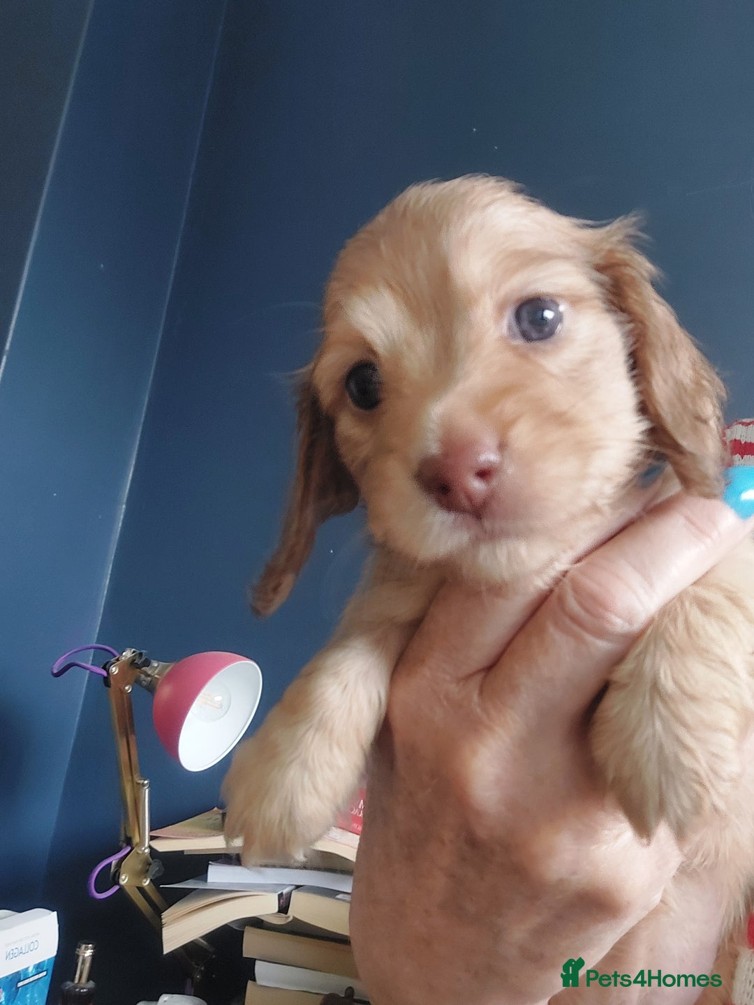 Miniature Dachshund dogs for sale: BEAUTIFUL K C REG PRA CLEAR MINI LONG HAIRED DAXIS - Image 1