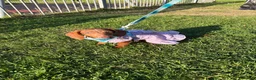 Miniature Dachshund dogs for sale: 11 month Miniature Dachshund needs home :( - Advert 2