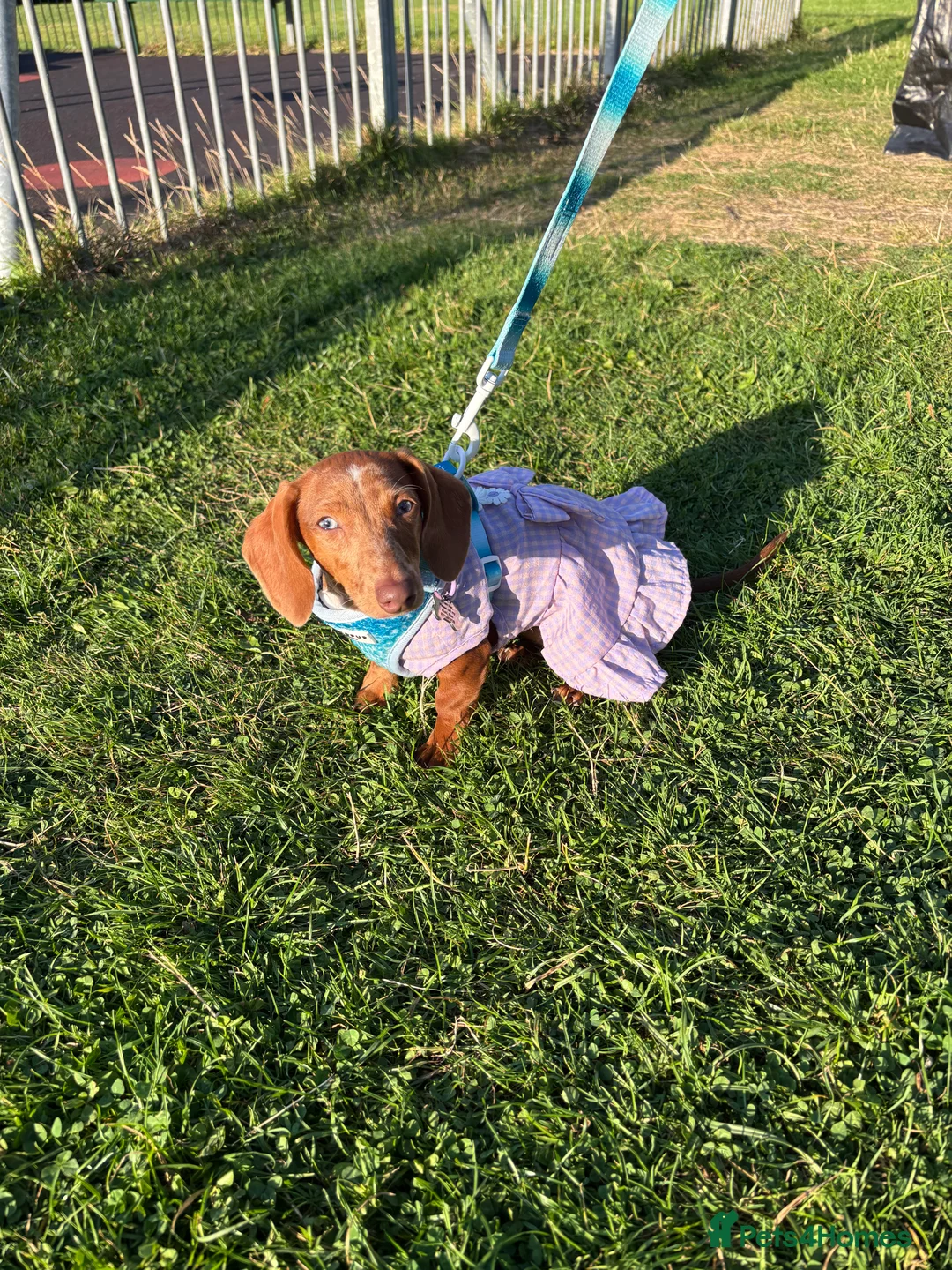 Miniature Dachshund dogs for sale: 11 month Miniature Dachshund needs home :( - Advert 2