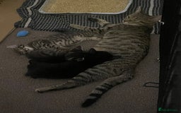 Domestic Shorthair cats for sale: Classic Tabby Domestic shorthair - Image 6