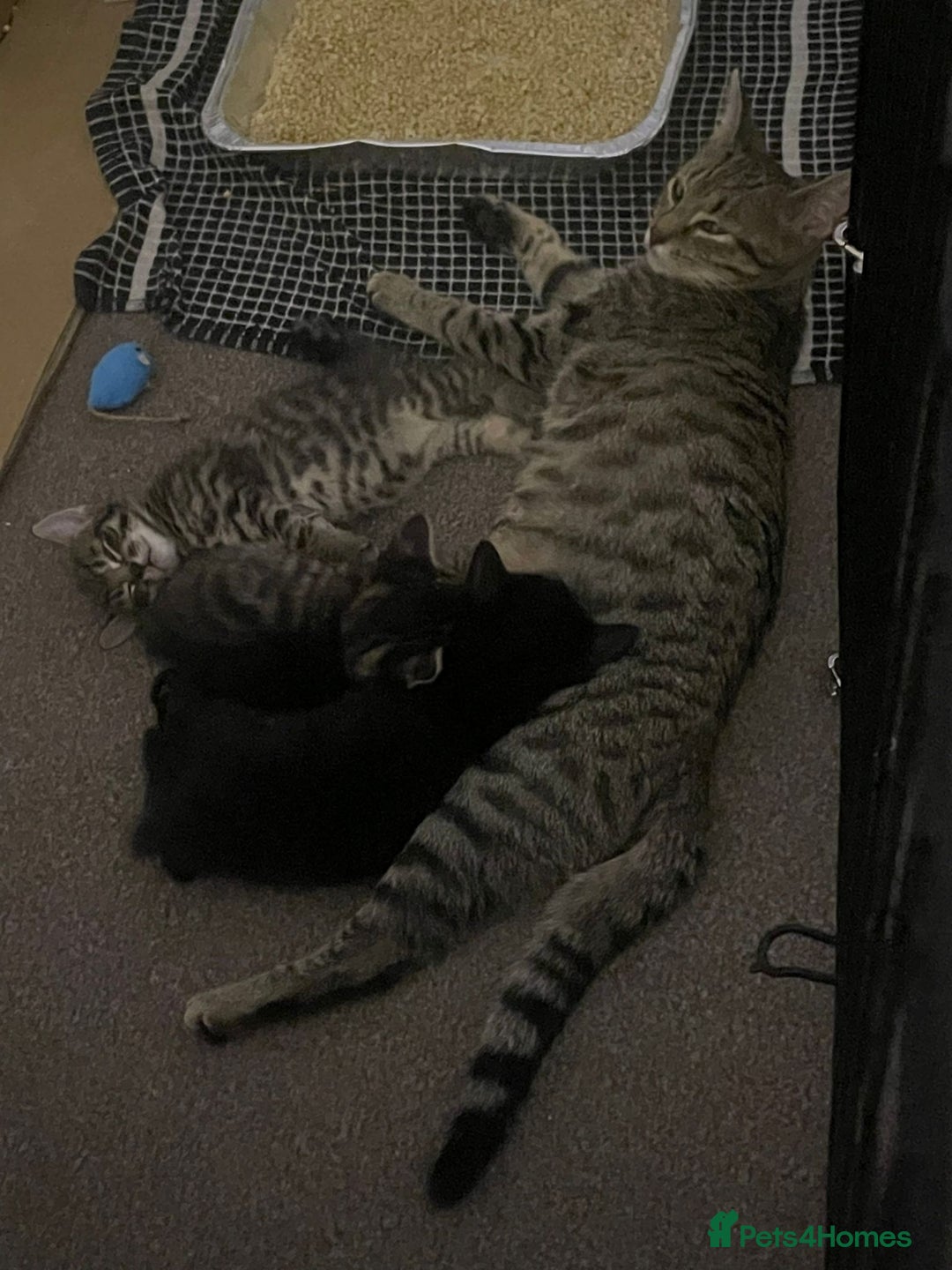 Domestic Shorthair cats for sale: Classic Tabby Domestic shorthair - Image 6