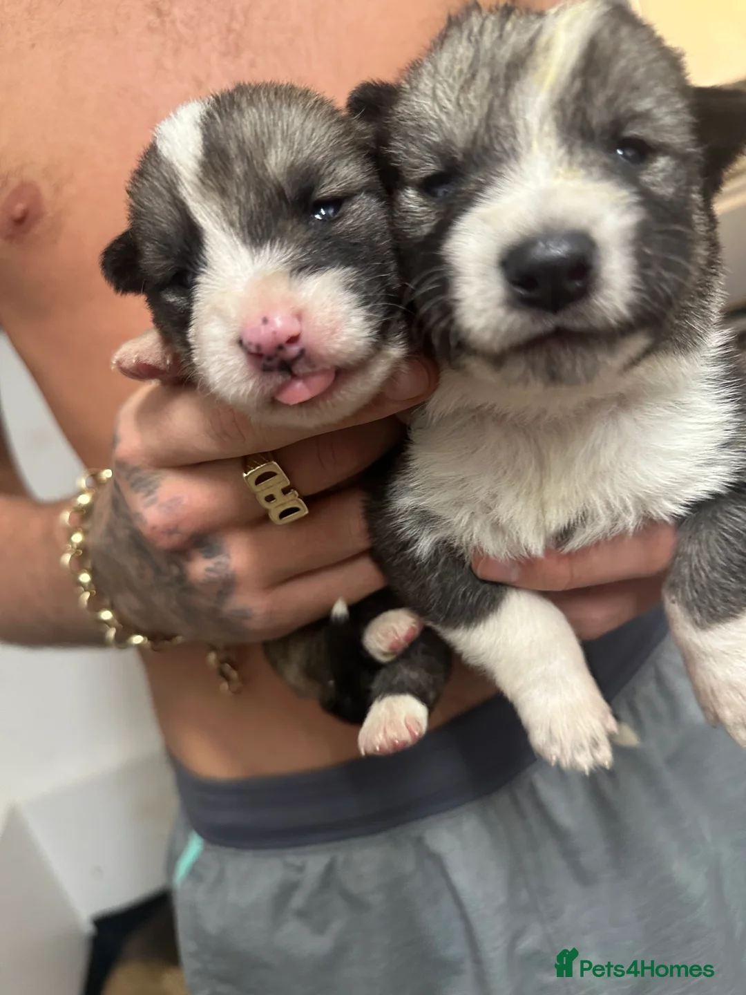 Shepsky dogs for sale: German Shepherd x Husky SHEPSKY - Advert 4