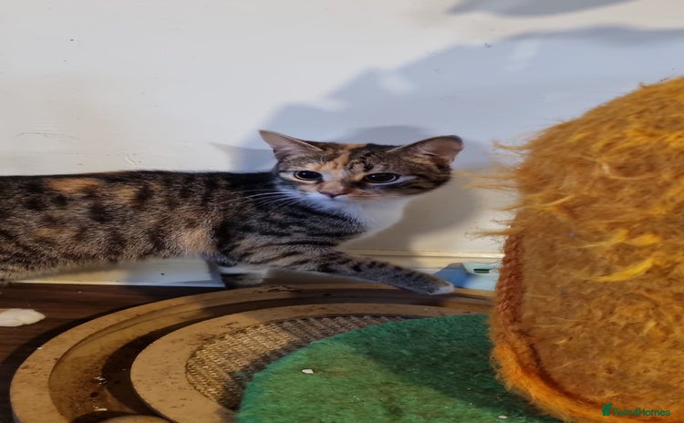 Domestic Shorthair cats - Advert 10