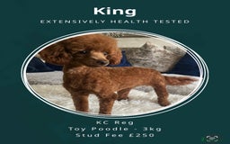 Toy Poodle dogs for stud: Deep Red Toy Poodle Stud -KC Reg PRA Clear in Romford - Image 1