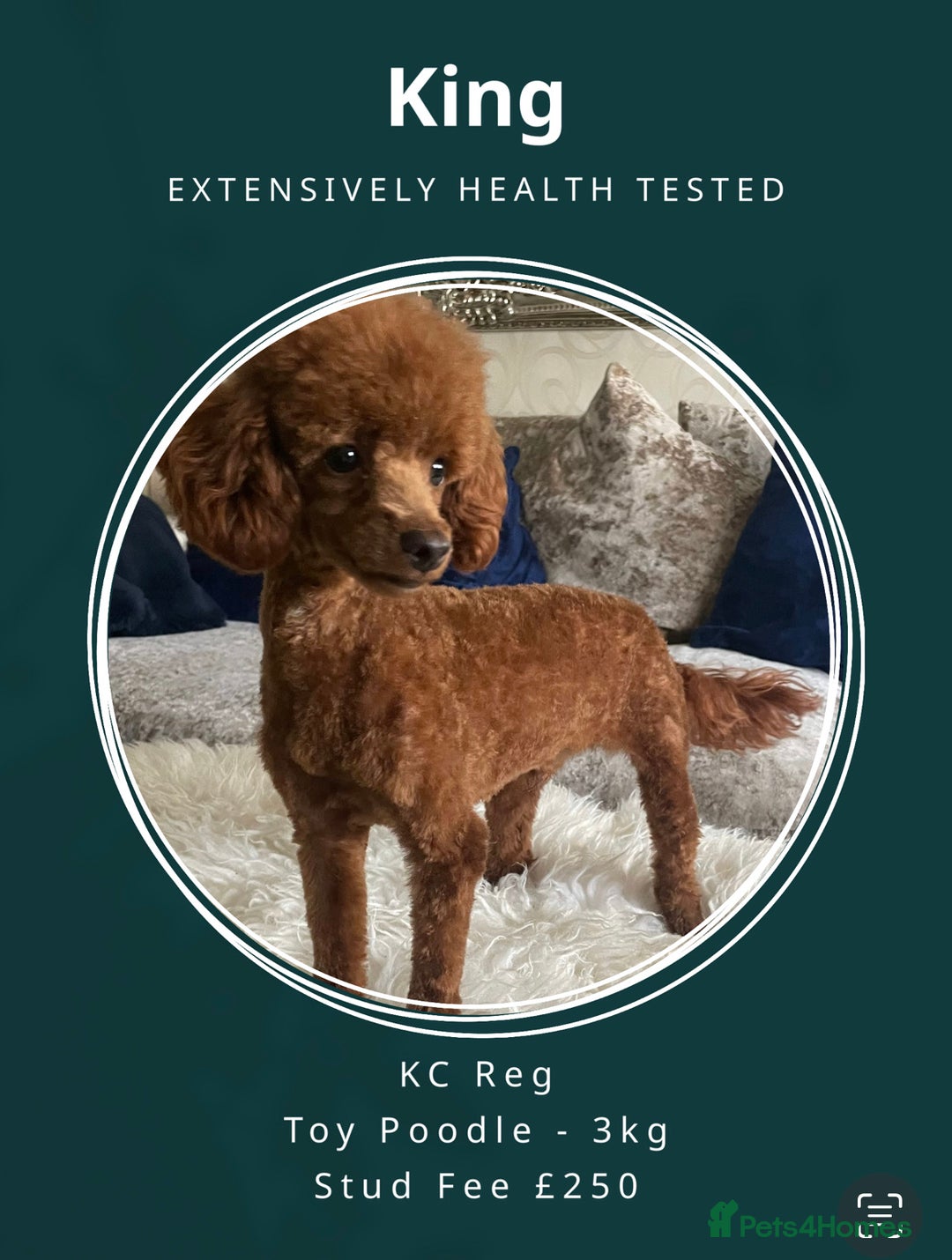Toy Poodle dogs for stud: Deep Red Toy Poodle Stud -KC Reg PRA Clear in Romford - Image 1
