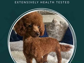 Toy Poodle dogs in Romford - Advert 3