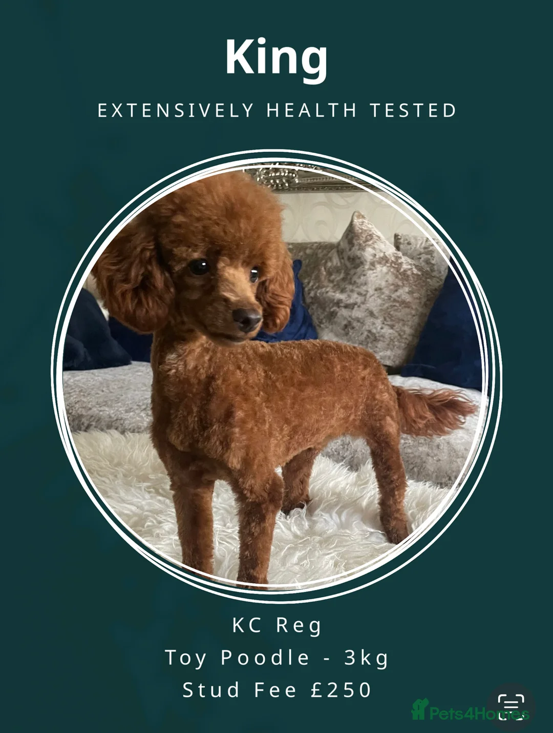 Toy Poodle dogs for stud: Deep Red Toy Poodle Stud -KC Reg PRA Clear in Romford - Advert 1
